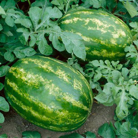 all sweet watermelon