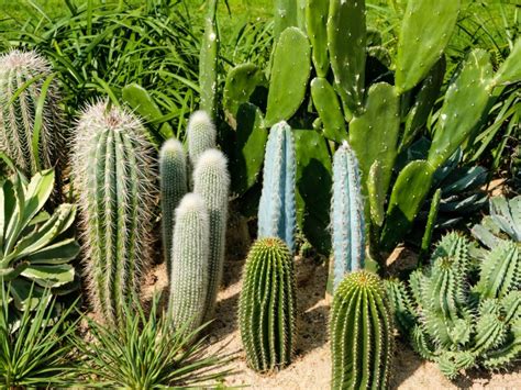all types of cactus