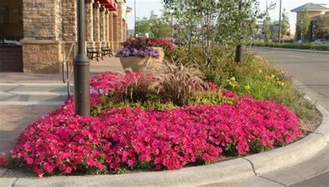 all year round plants for borders