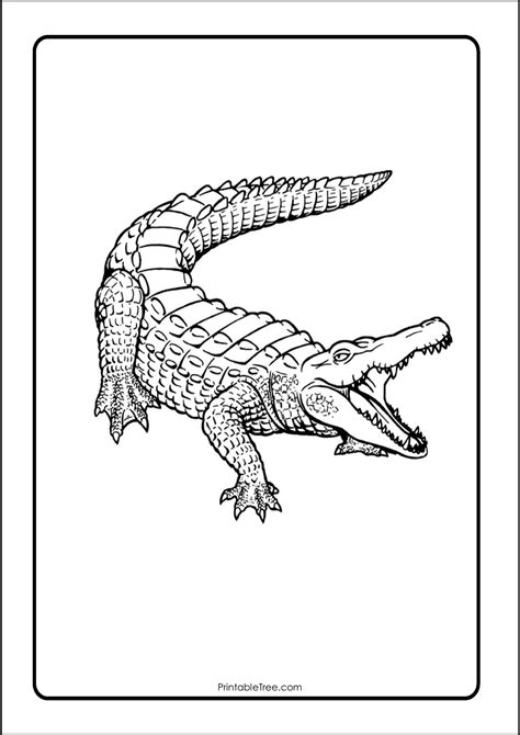 alligator colouring pages
