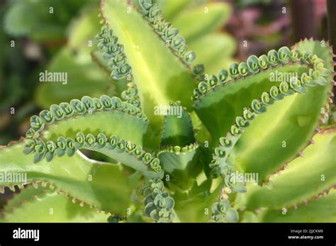 alligator succulent