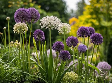 Allium Companion Plants: The Perfect Pairing for Your Garden