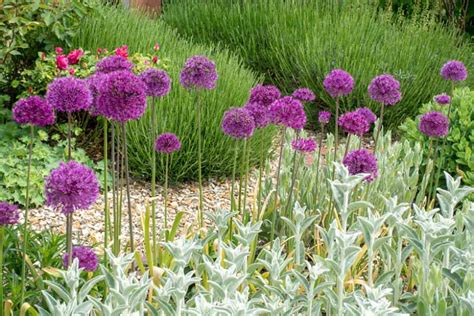allium purple sensation companion plants