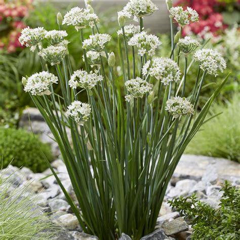 allium tuberosum