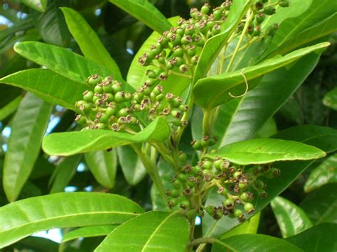 allspice tree