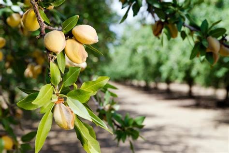 almond tree not producing nuts