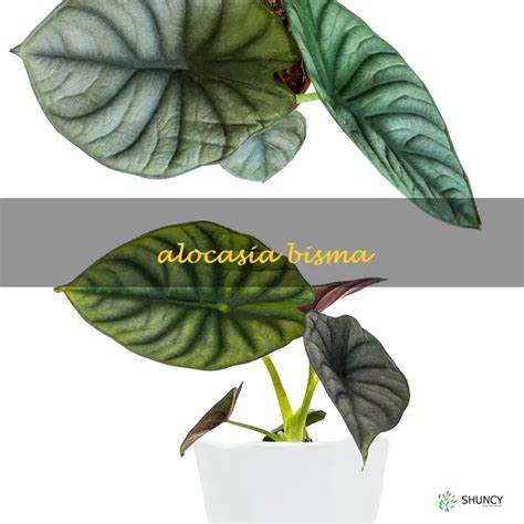 alocasia bisma