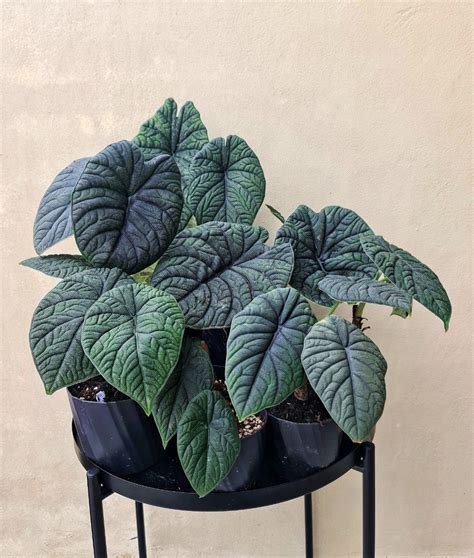 alocasia melo