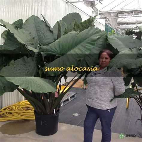 alocasia sumo