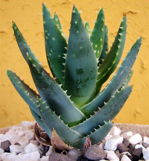 aloe cactus