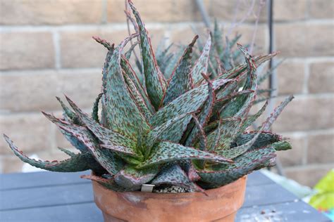 aloe hybrid