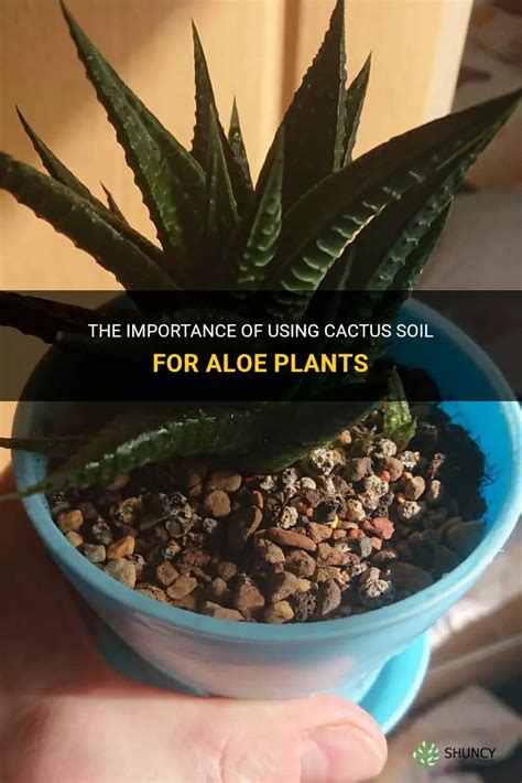 aloe plant cactus soil