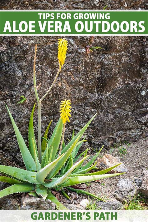 aloe vera gardening tips