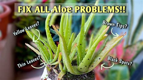 Aloe Vera Problems