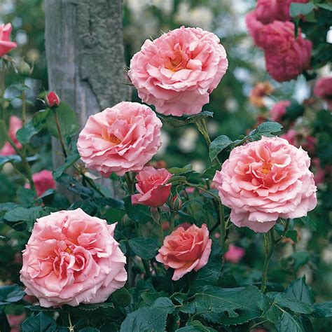 aloha climbing rose