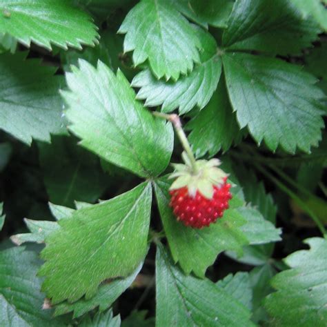 alpine strawberries
