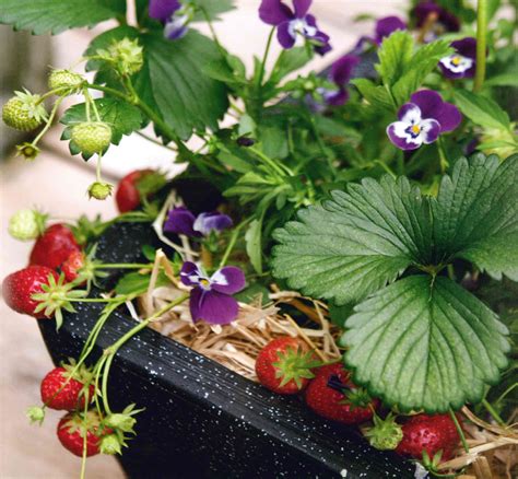 alpine strawberry companion plants