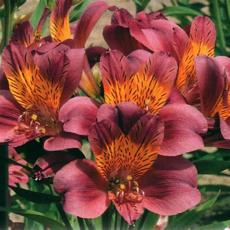 alstroemeria ceres