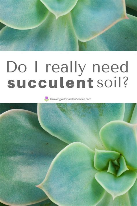 alternative soil for succulents