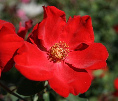 altissimo rose