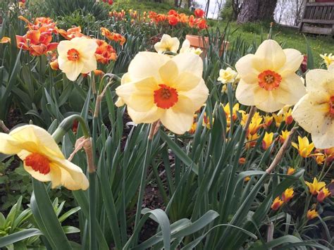 altruist daffodil