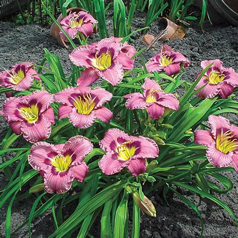 always afternoon daylily