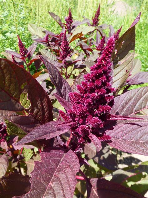 Caring for Your Amaranth Companion Plant Garden