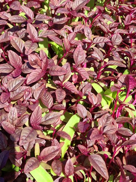 Amaranth and Ground Cover Plants