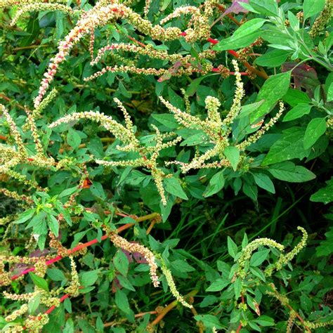 Amaranth and Pest Repelling Plants