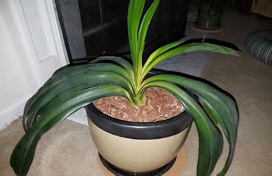 amaryllis leaves falling over