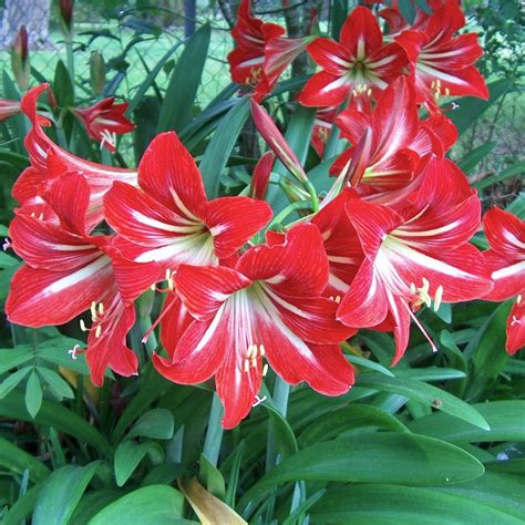 amaryllis lily