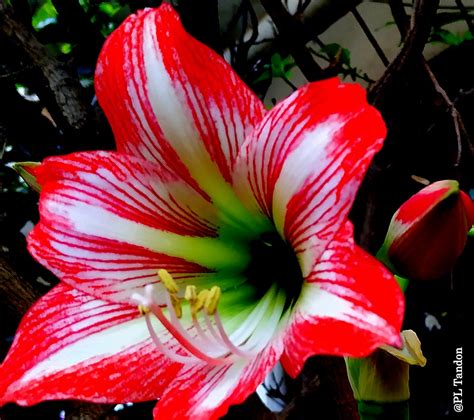 amaryllis lily flower