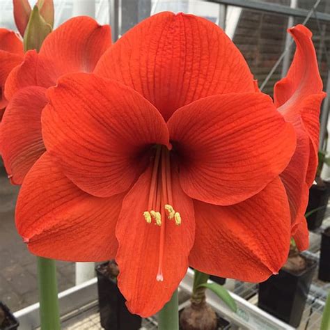 amaryllis orange
