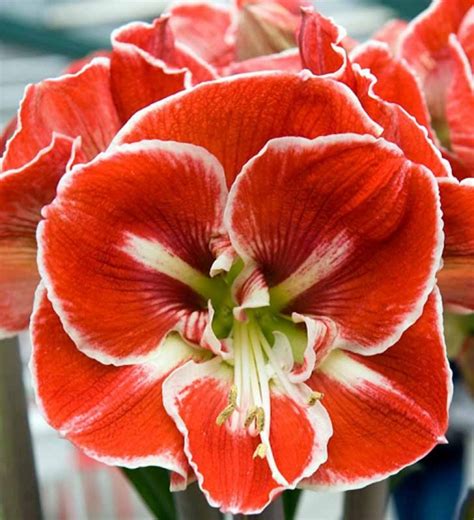 amaryllis samba