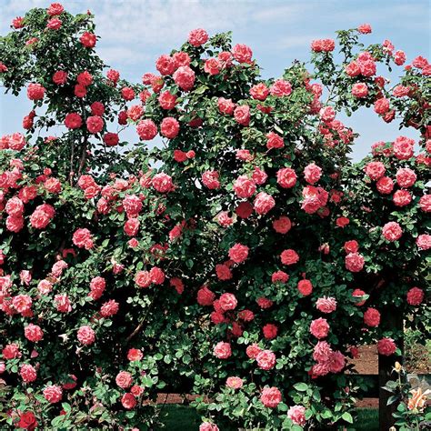america rose climber