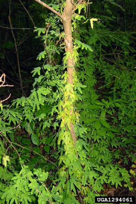 american climbing fern