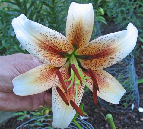 american lily