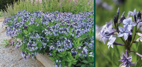 amsonia blue ice