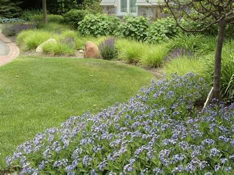 amsonia blue ice companion plants