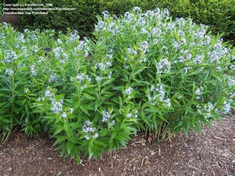 amsonia illustris