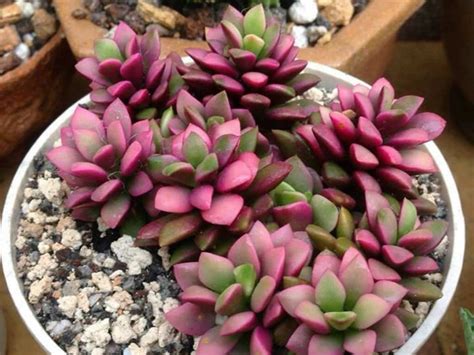 anacampseros telephiastrum variegata