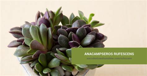 anacampseros types