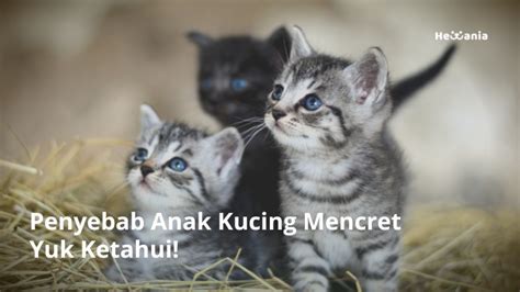 Anak kucing mencret