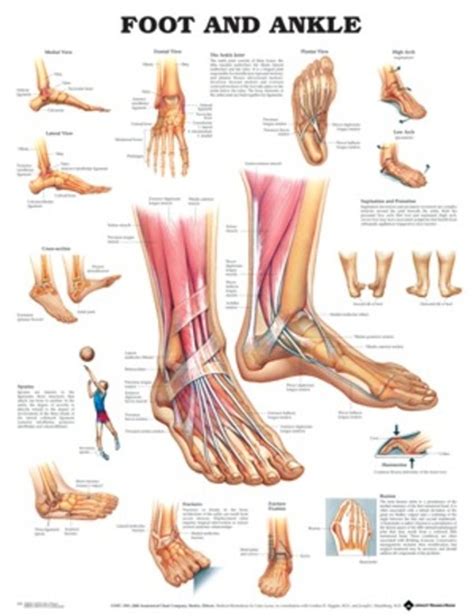 Anatomical Foot Chart