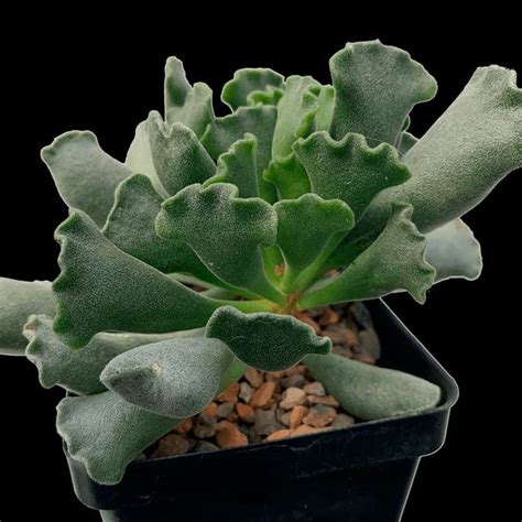 andromischus