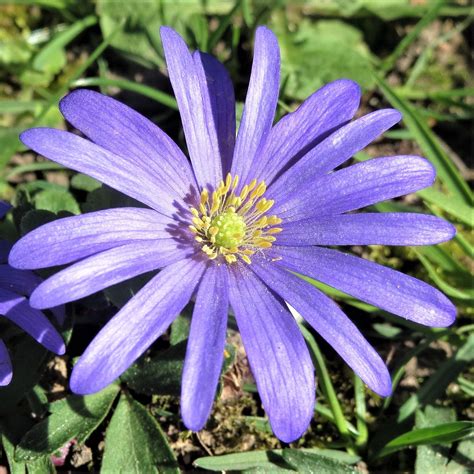 anemone blanda blue shades