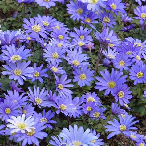 anemone blue shades