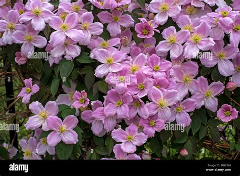 anemone clematis