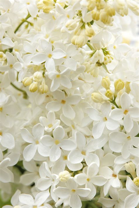angel white lilac