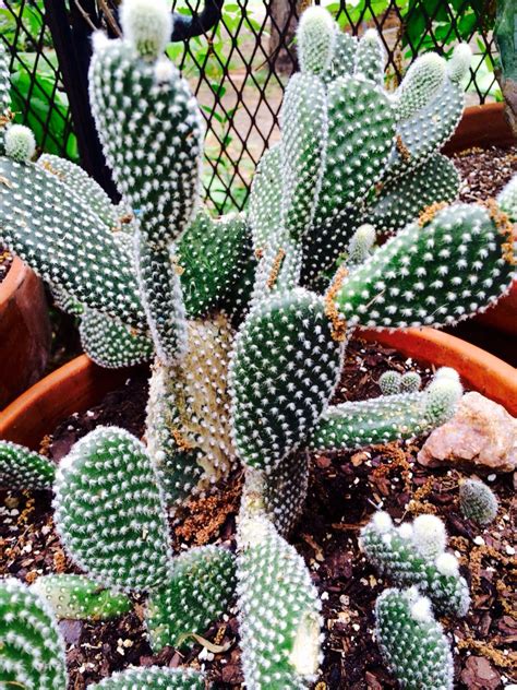 angel wing cactus